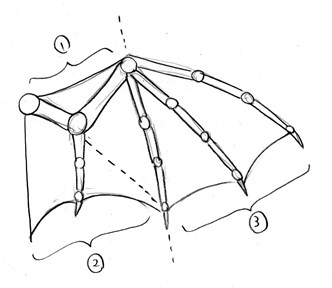 ドラゴンの描き方16-2：翼の展開図