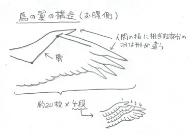 鳥の翼の構造