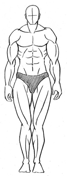 ヒトの筋肉