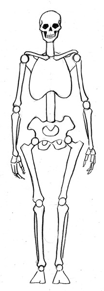 ヒトの骨格
